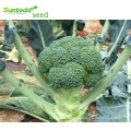 Green hybrid broccoli vegetable seeds